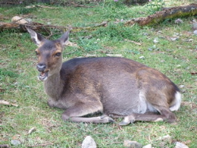 ���т̍���