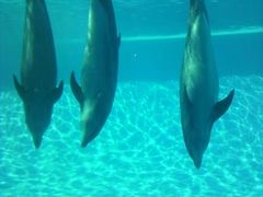 kappa̓mr[`h&mቤւ̓eʐ^1