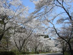 asahiさんの寺尾ケ原千本桜への投稿写真1