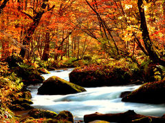 かつさんの奥入瀬渓流の紅葉の投稿写真1