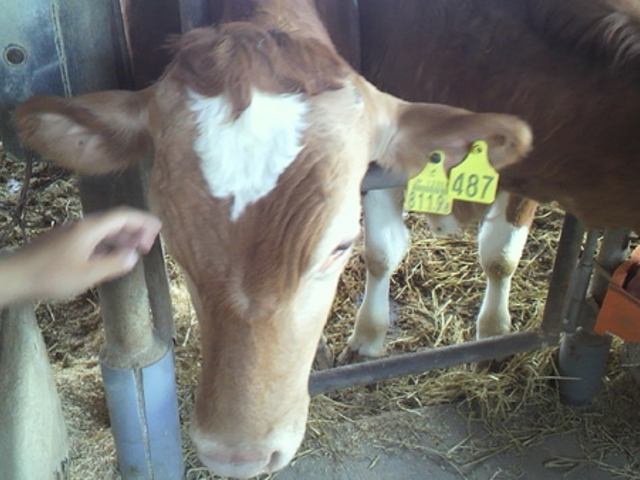 �K���W�[�t�@�[��