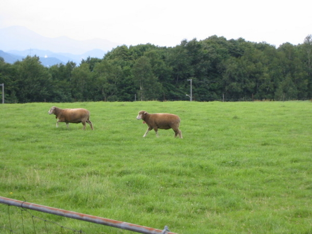 �����ۂ�r���u�W�]��