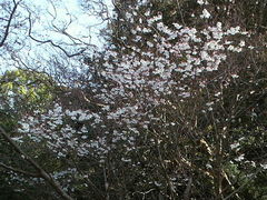 �݂�����񂮂݂₿���搶����̈��[�_�Ђ̍��ւ̓��e�ʐ^1