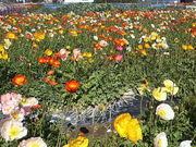 ݂񂮂݂₿搶̖[t[C̓eʐ^1