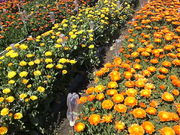 �݂�����񂮂݂₿���搶����̉ԙ��͔|�̓��e�ʐ^1