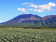 Ђ낿񂳂̐ԍ̓eʐ^1