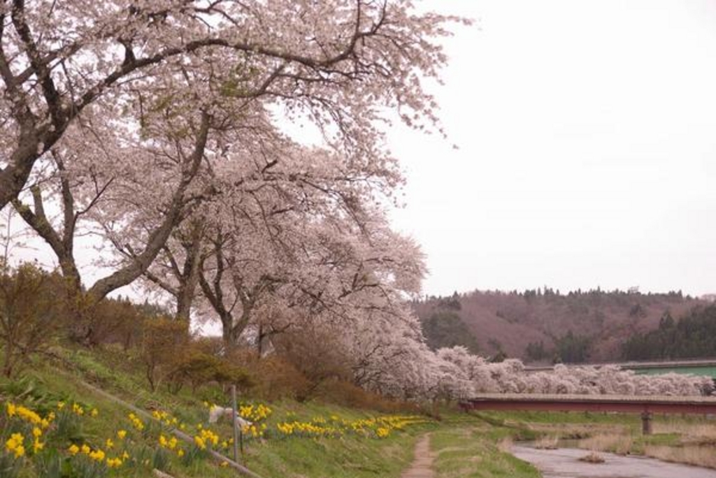 夏井千本桜遊歩道 アクセス 営業時間 料金情報 じゃらんnet