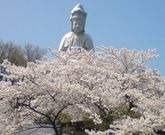 �g�������S����̊ω��R�̍��̓��e�ʐ^1