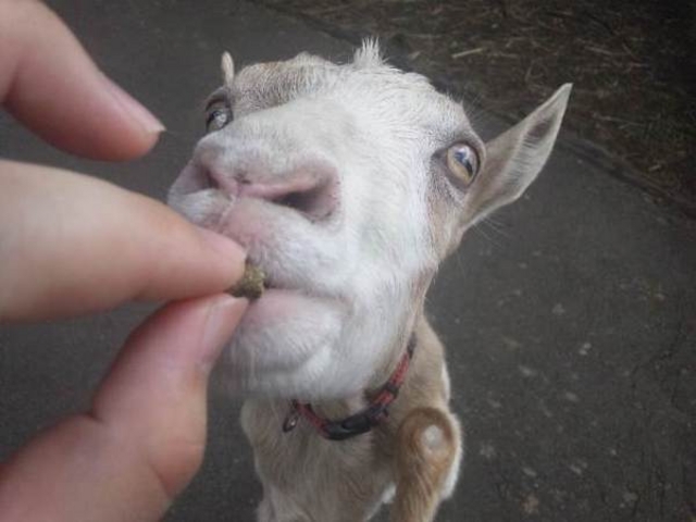 �����イ���R������