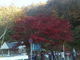 みやっちんぐみやちこ先生さんの白滝（栃木県日光市）の投稿写真1