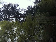 ݂񂮂݂₿搶̕Ɖ~̎X̓eʐ^1