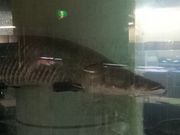 �����񂳂�̏o�̎R�W���������ق̓��e�ʐ^1