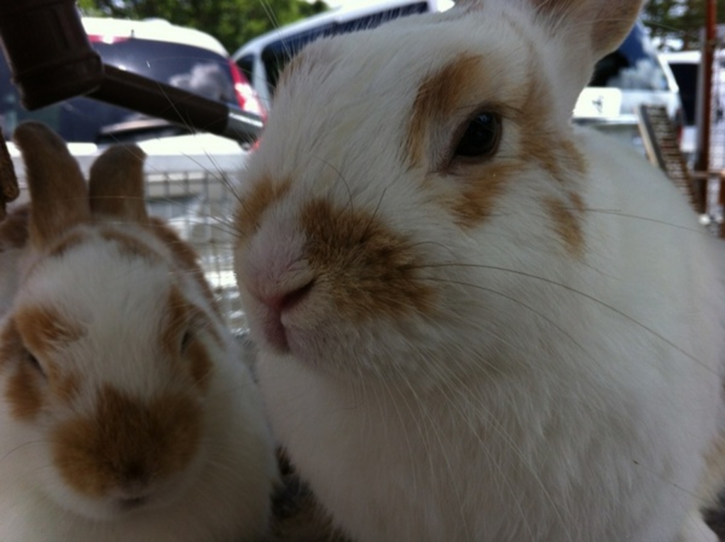 関東の牧場 酪農体験ランキングtop10 じゃらんnet