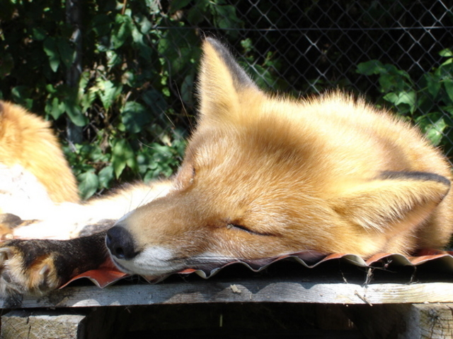 �k���˖q��