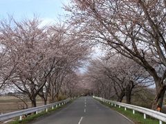 仙台人ブロガーの与平さんの千本桜の投稿写真1