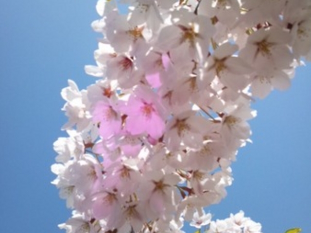 �ܗŊs�����̍�