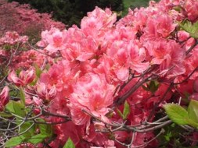 Ƃ񂳂̌bRccW̓eʐ^1