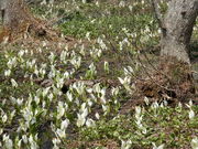 MG5̌ˉBXѐAEqEz̐mԂ̓eʐ^1