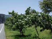 N[̐zKΔȂ̂̉Ԃ̓eʐ^1