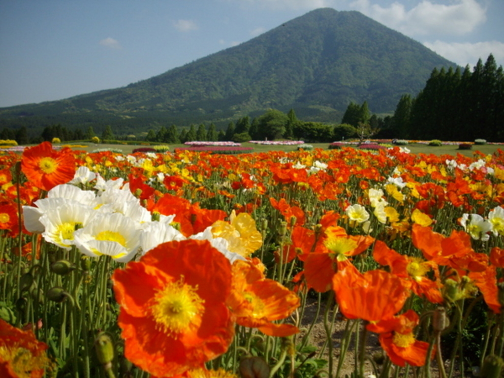 全国 おすすめ花畑35選 キレイすぎる一面の花々に癒されたい 3 じゃらんnet