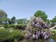 雷雷クーンさんの高島公園の藤の花の投稿写真1