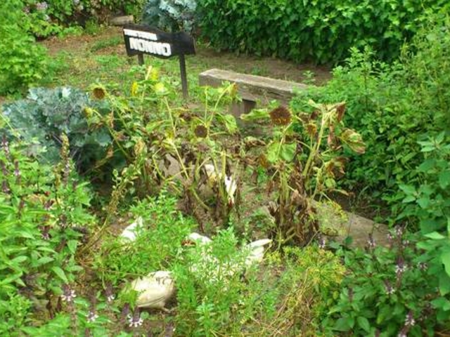 kobamaoTRATTORIA NONNO̓eʐ^1