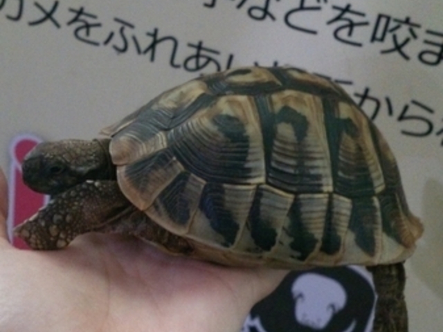 �̊��^������ iZoo