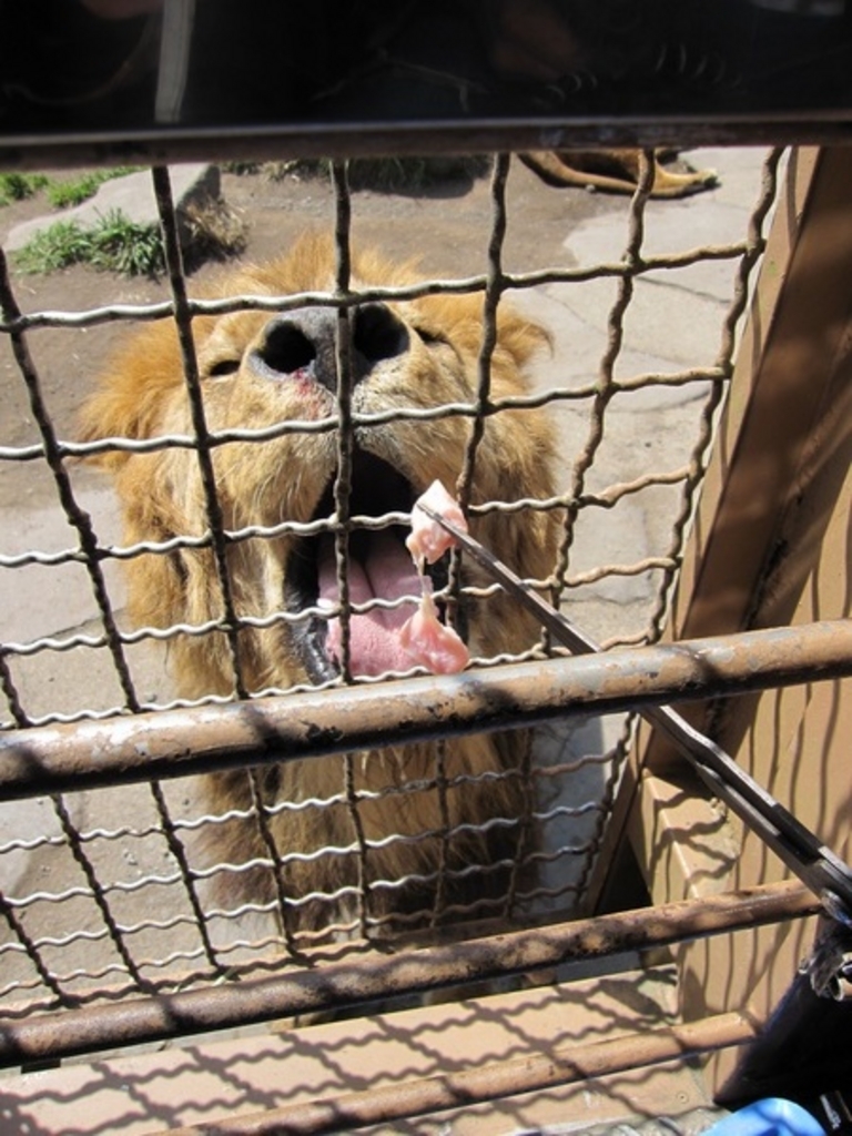 九州自然動物公園アフリカンサファリ
