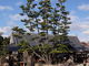 しどーさんの大願寺（広島県廿日市市）の投稿写真1