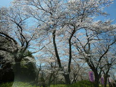 oto-channさんの桜川のサクラの投稿写真1