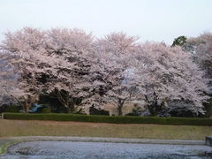 oto-channさんの磯部桜川公園への投稿写真1