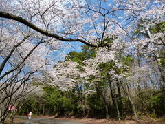 oto-channさんの根本山の桜への投稿写真1