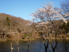 oto-channさんの白鳥湖の投稿写真1