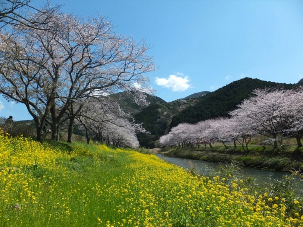 那賀川の桜 アクセス 営業時間 料金情報 じゃらんnet