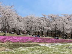 T.K.さんの赤城南面千本桜の投稿写真1
