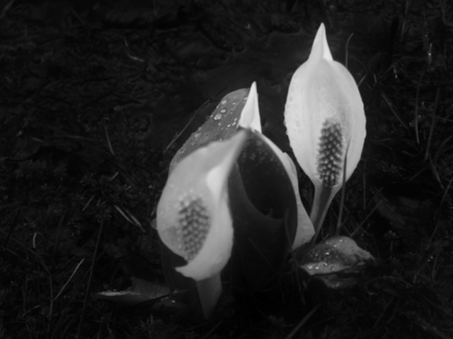 l̂肳̑񒬂̐mԂ̓eʐ^1