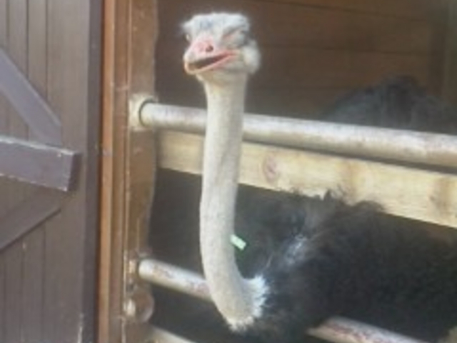 �z�s�q���Y�t�@�[��