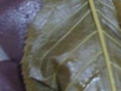 ��݂���񂳂�̋Ղ��������ւ̓��e�ʐ^1