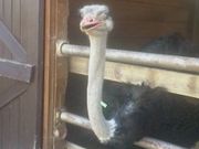 Ђ񂳂̃zsqYt@[̓eʐ^1