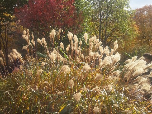 ��R�k�G���A�ɂ����������Ȍ����ł̈ꖇ�ł�_��R�k