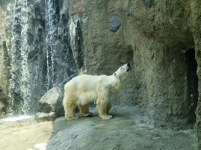 �V���N�}�����`_���R������