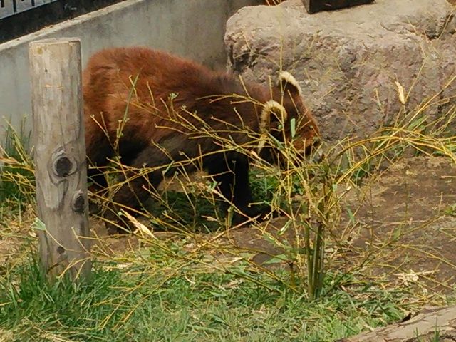 ���b�T�[�p���__���R������