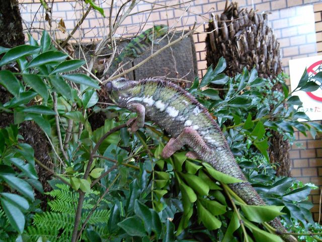 �̊��^������ iZoo