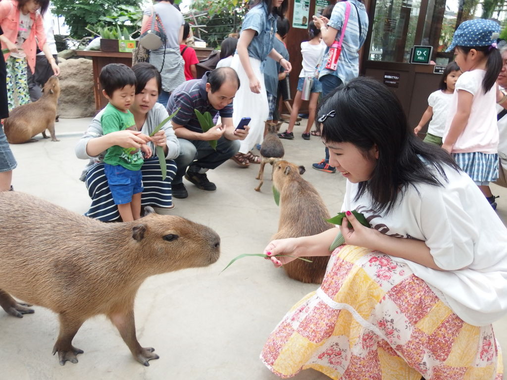 神戸 夏休みに家族旅行で行きたいおすすめ観光スポット選 じゃらんニュース