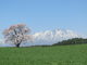 ばびさんの小岩井農場の一本桜への投稿写真2