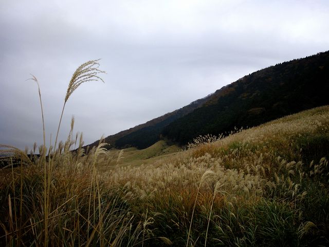 ���ɂ��Ȃт��X�X�L_��Ό�����