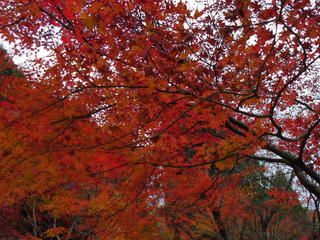 񂳂̉Ìk̍gt̓eʐ^1