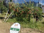 nanâ񂲕؂ƎOA̓eʐ^1