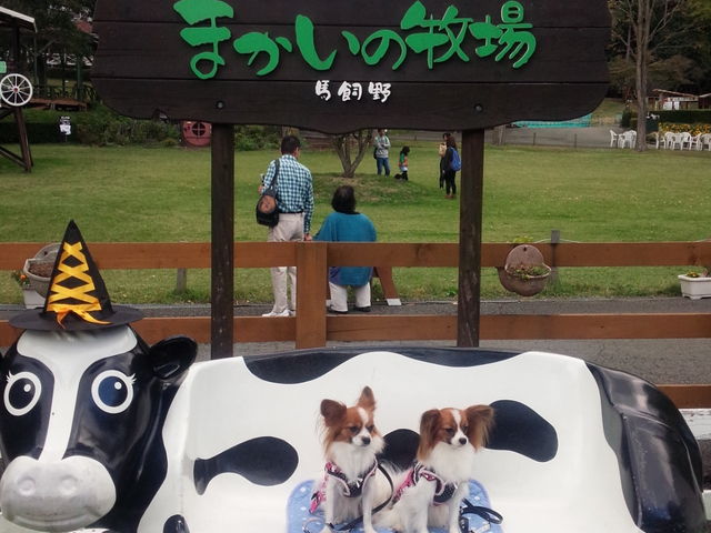 �܂����̖q��