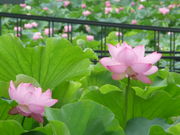 jyurian̖LOE{뉀̓eʐ^1